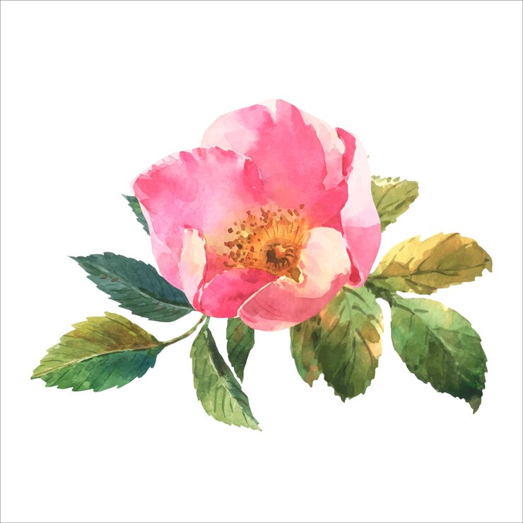 Vetor rosa mosqueta. cartão com flores silvestres vetor aquarela sobre um fundo branco. rosa-de-cão, briar.