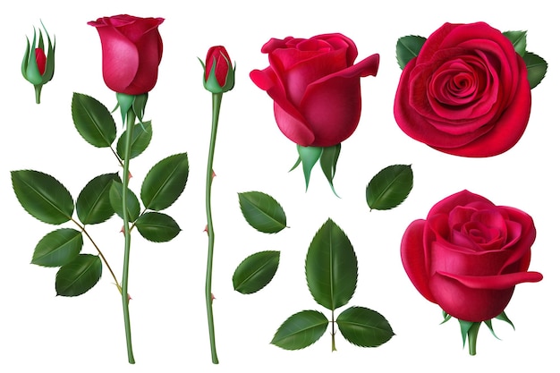 Rosa realista. Pétalas de flor de rosa-cão e botões, decoração floral romântica para casamento e conjunto de vetores de cartão de dia dos namorados. Ilustração em flor de flor, botões e pétalas de rosas florais