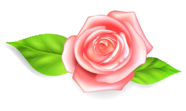 Rosa rosa com duas folhas verdes