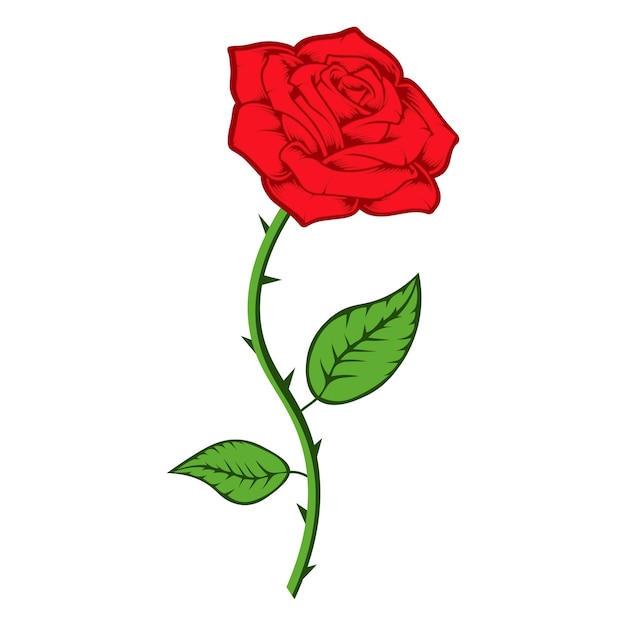 Rosa vermelha com caule e folha verde