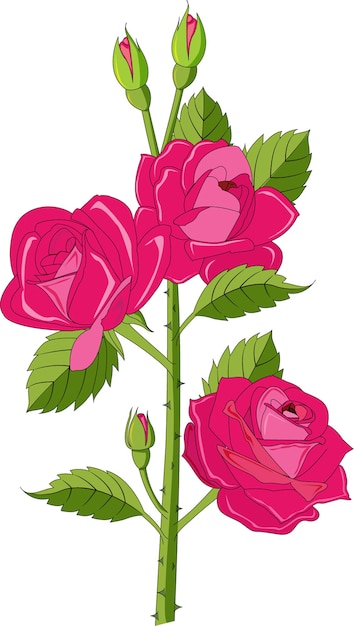 Vetor rosa vermelha vector