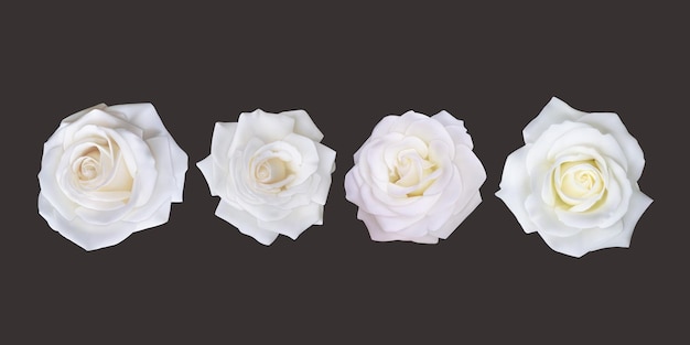 Rosas brancas sobre um fundo escuro um conjunto de rosas brancas em uma ilustração vetorial de estilo realista