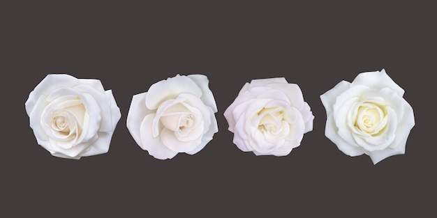 Rosas brancas sobre um fundo escuro um conjunto de rosas brancas em uma ilustração vetorial de estilo realista