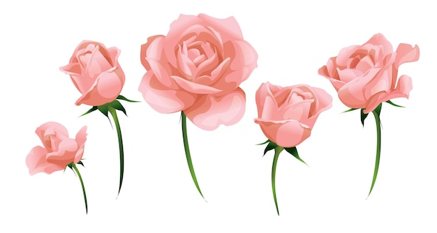 Rosas cor de rosa realistas e vista lateral de botão de rosa isolado na ilustração vetorial branca.