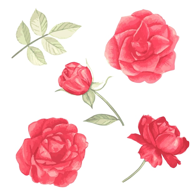 Rosas e folhas vermelhas claras, ilustração botânica em aquarela