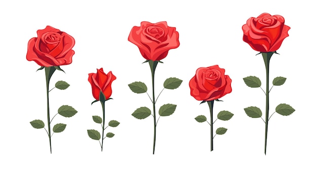 Rosas vermelhas sobre um fundo branco