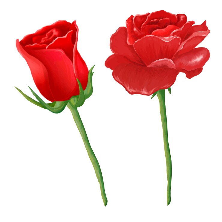 rosas vermelhas