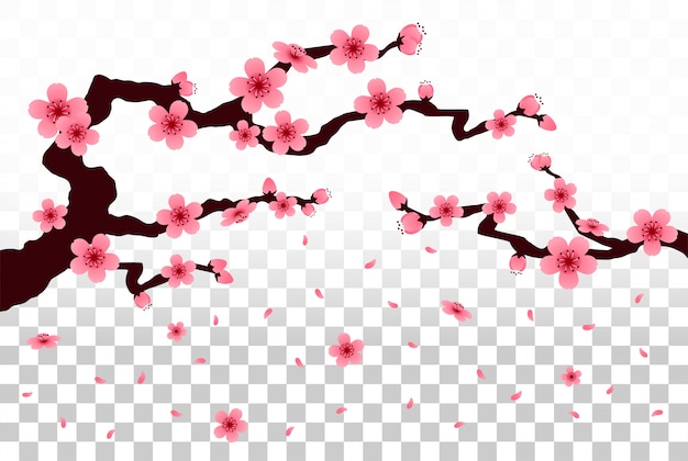 Sakura pétalas caindo vector sobre fundo isolado.