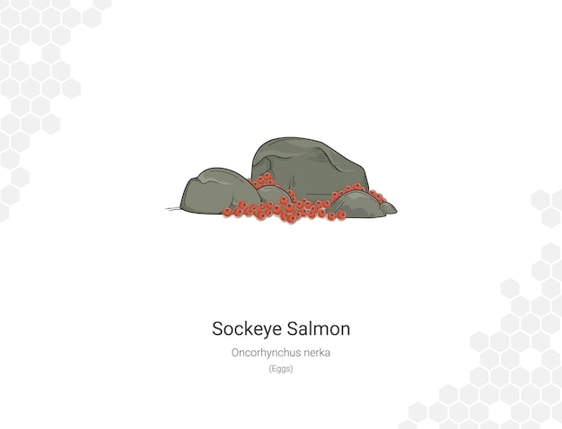 Vetor salmão sockeye oncorhynchus nerka ilustração ovo
