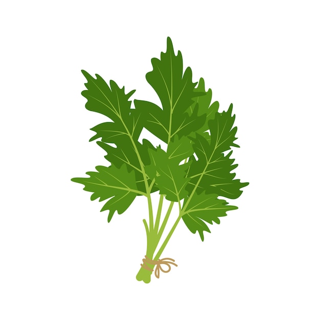 Salsa erva fonte de ingredientes verdes de vitamina C para refeições vegetarianas e um estilo de vida saudável