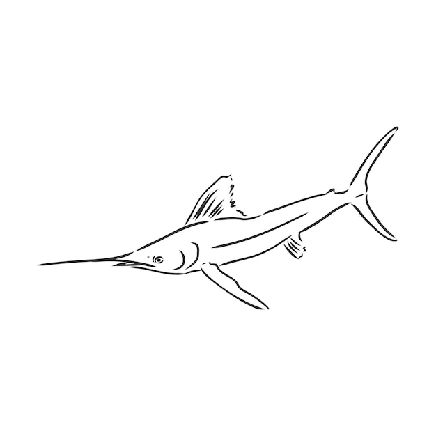 Salto de peixes de marlin de mão desenhada. marlin, desenho vetorial em um fundo branco