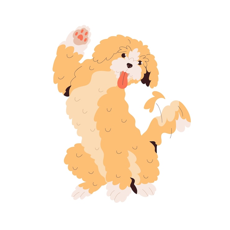 Vetor saudação de cão goldendoodle bonito, acenando com a pata. cachorrinho de raça doodle dourado feliz, gesticulando oi. labradoodle, animal canino com cabelo encaracolado. ilustração em vetor plana isolada no fundo branco.
