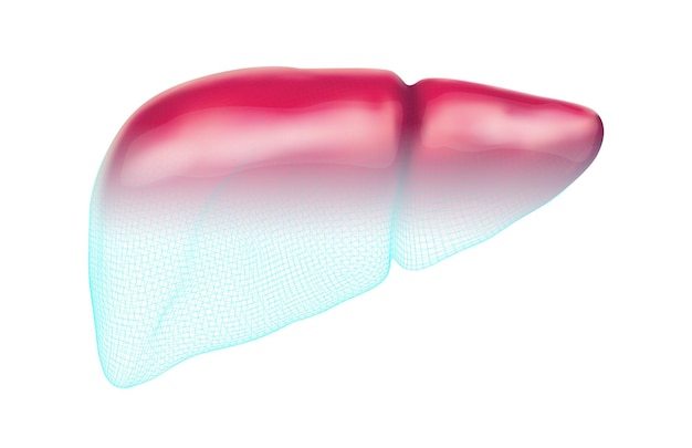 Vetor saúde e medicina do vetor 3d do fígado humano