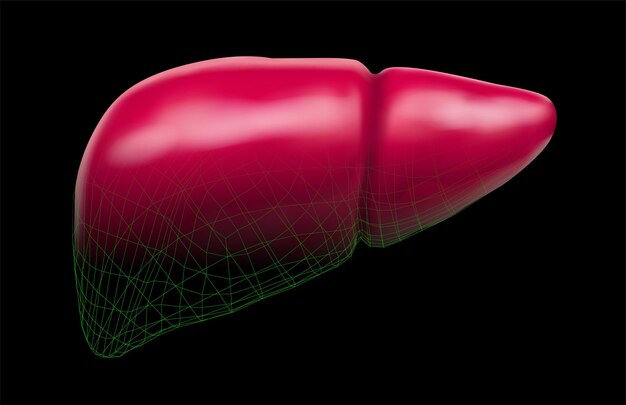 Vetor saúde e medicina do vetor 3d do fígado humano