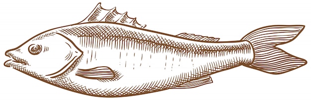 Seabass fish vector sketch mão desenho