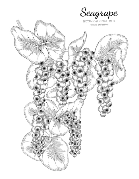 Seagrape fruta mão desenhada ilustração botânica com arte em fundo branco.