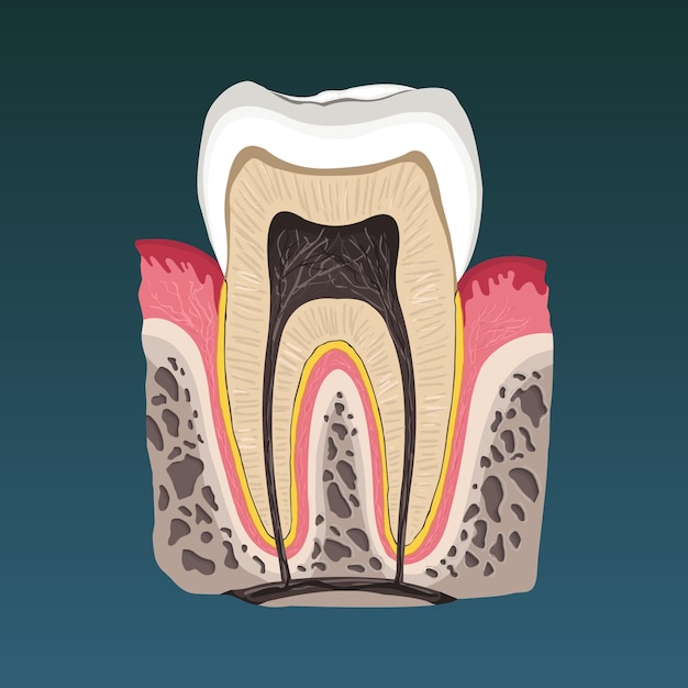 Vetor seção transversal dos dentes