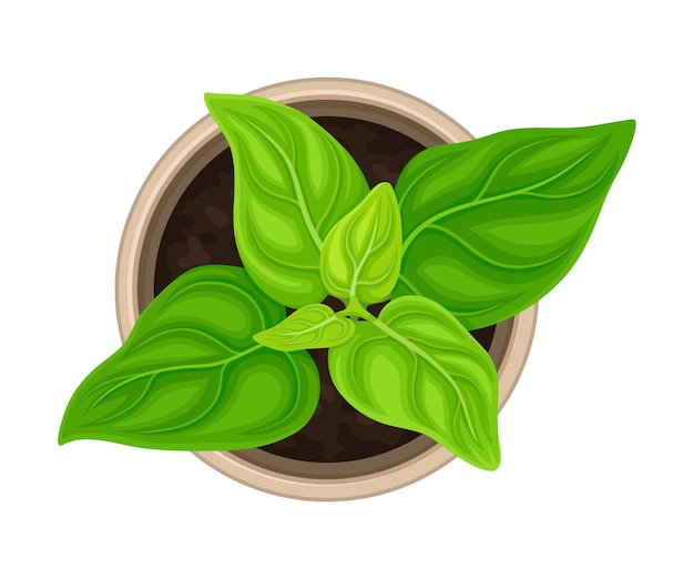 Vetor seedling or young plant growing in plastic pot or box above view vector illustration