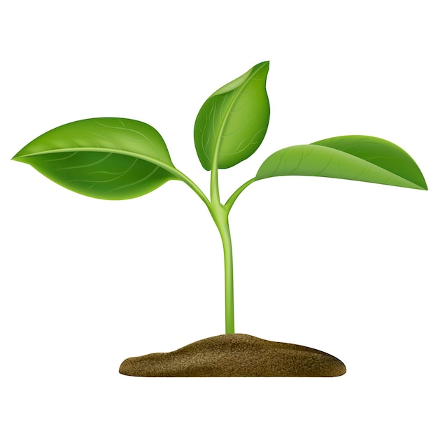 Sementeira de planta verde 3D detalhada e realista crescendo no vetor do solo