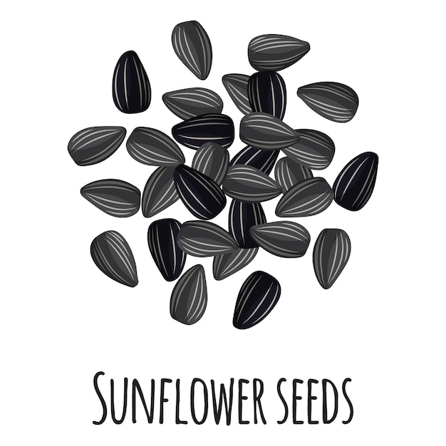 Vetor sementes de girassol para design, rótulo e embalagem de mercado de fazendeiro de modelo. super alimento orgânico de proteína de energia natural.