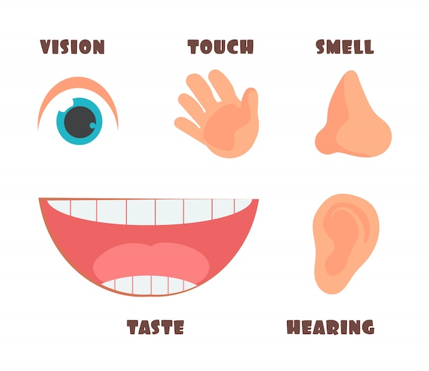 Sentidos humanos dos desenhos animados ícones com símbolos de olho, nariz, orelha, mão e boca