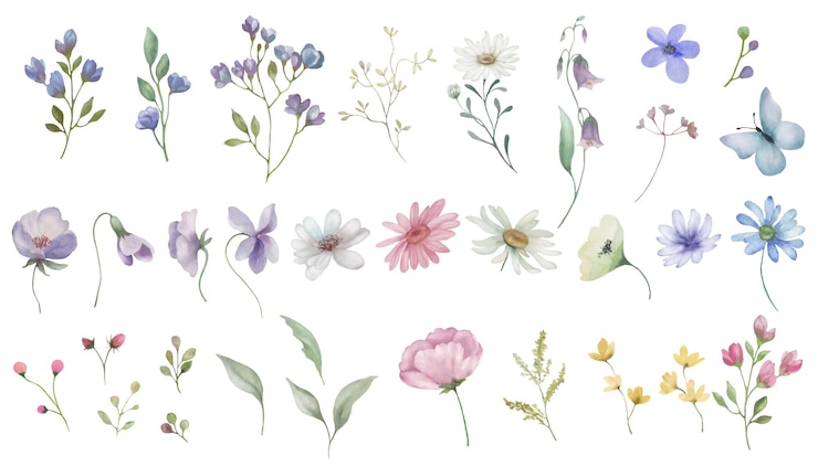Vetor set de aquarelas ilustração desenhada à mão com flores de milho camomila flores silvestres vector eps