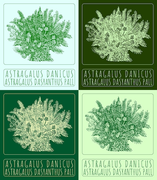 Set de desenho vetorial astragalus danicus em cores desenhado à mão o latim é astragalus dasyanthus pall