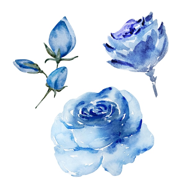 Set de flores de aquarela azul