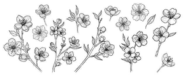Set de flores de sakura desenhado à mão ilustração vetorial de arte de linha