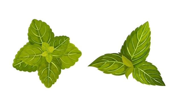 Set de folhas verdes de hortelã-pimenta Ilustração vetorial de produtos orgânicos de plantas herbáceas de hortelão-pimenta