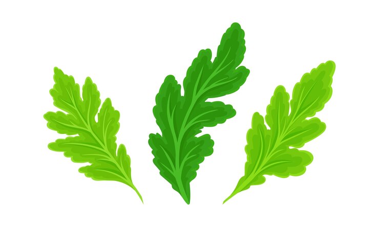 Vetor set de folhas verdes jardim de ervas e folhagem selvagem elemento de decoração ilustração vetorial de desenho animado