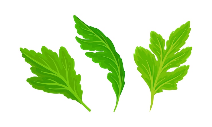Vetor set de folhas verdes jardim e folhagem selvagem elemento de decoração ilustração vetorial de desenho animado