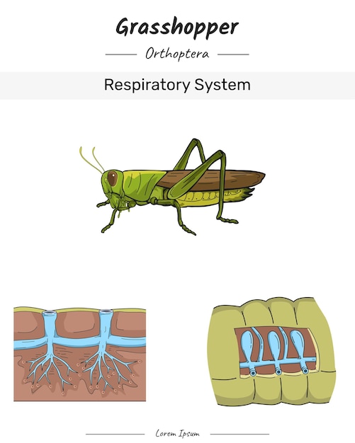 Vetor set grasshopper anatomia e corpo ilustração do sistema respiratório