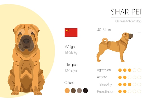 Shar Pei. Características da raça do cão. Em formação. Modelo de design vetorial.