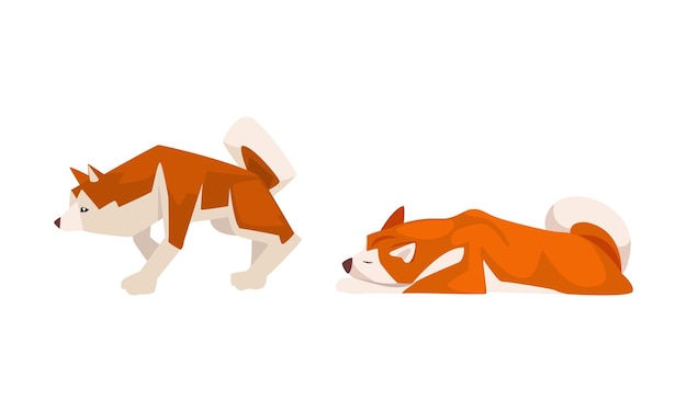Shiba Inu como raça japonesa de cão de caça com orelhas espetadas e cauda enrolada em conjunto de vetores de postura de pé e deitado