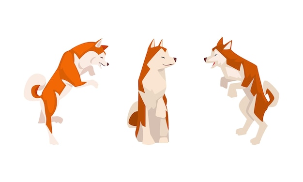 Shiba Inu como raça japonesa de cão de caça com orelhas espetadas e cauda enrolada em conjunto de vetores de postura sentada