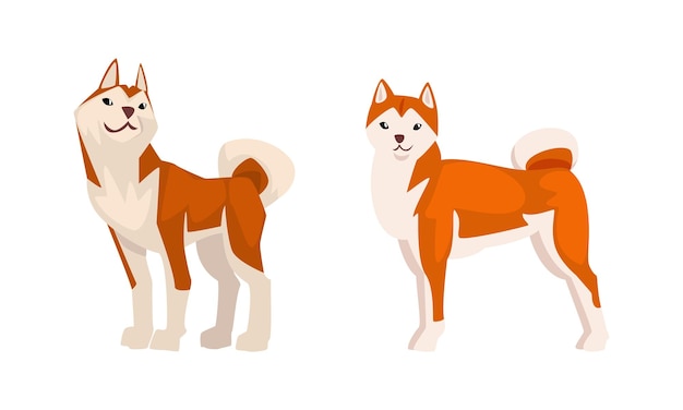 Shiba Inu como raça japonesa de cão de caça com orelhas picadas e cauda enrolada em conjunto vetorial de postura de pé