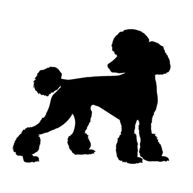 Vetor silhueta de cachorro poodle isolada em uma ilustração vetorial de fundo branco