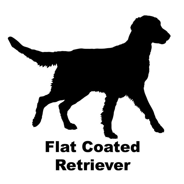 Vetor silhueta de cão cão flat coated retriever raças logotipo monograma vetor