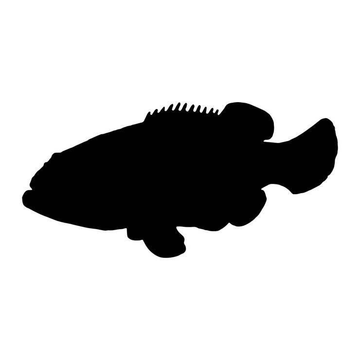 Vetor silhueta de garoupa isolada na ilustração vetorial de fundo branco