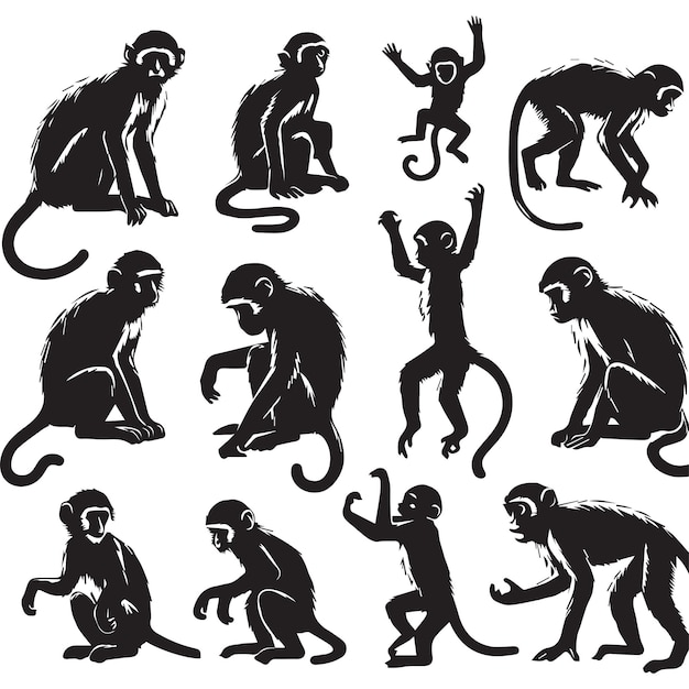 Silhueta de macaco desenhada à mão de vetor livre definida em fundo branco
