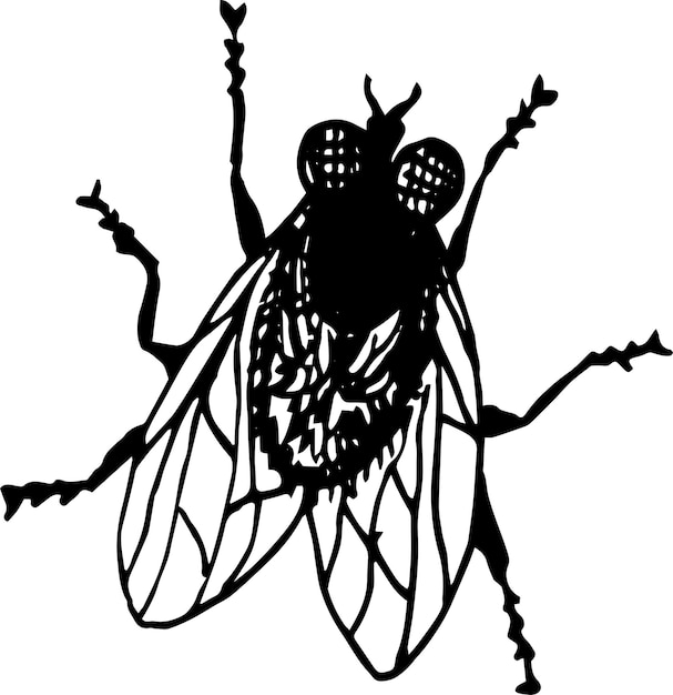 Silhueta negra da mosca