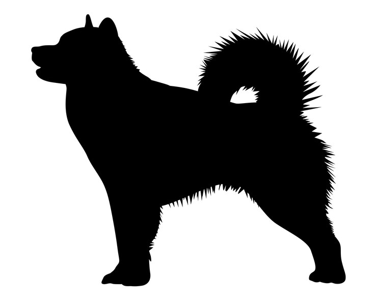 Vetor silhueta preta de malamute do alasca de um cão em pé