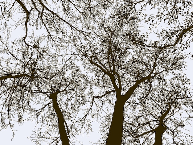 Silhuetas de árvores em uma floresta de inverno