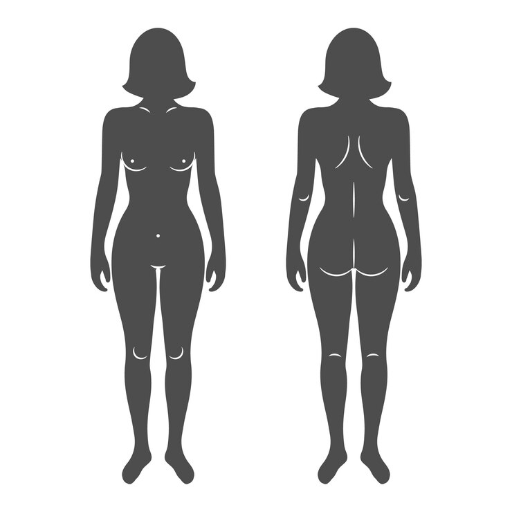 Vetor silhuetas do corpo humano feminino vista frontal e traseira anatomia médica e conceito