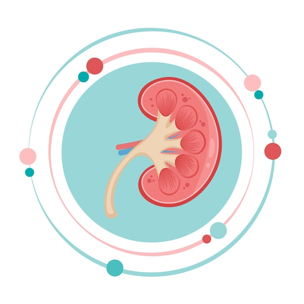 Símbolo de ícone gráfico de ilustração vetorial de anatomia renal