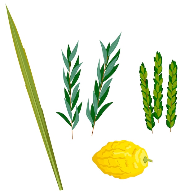 Símbolos tradicionais felizes de sucot de ervas e especiarias do etrog lulav arava hadas vector