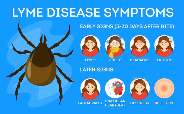 Vetor sintomas da doença de lyme. perigo para a saúde devido ao carrapato