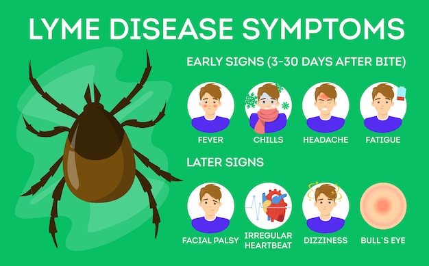 Vetor sintomas da doença de lyme. perigo para a saúde devido ao carrapato