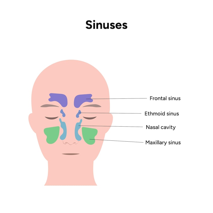 Vetor sinus anatomia nariz anatomia nasal inflamação cavidade nasal